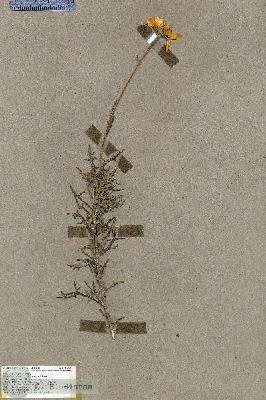 URN_catalog_HBHinton_herbarium_18432.jpg.jpg