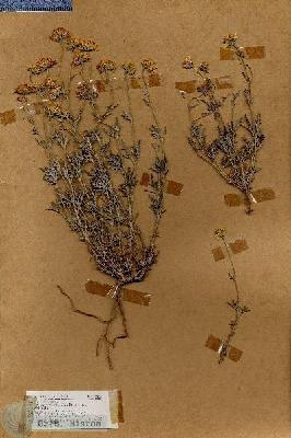 URN_catalog_HBHinton_herbarium_18446.jpg.jpg