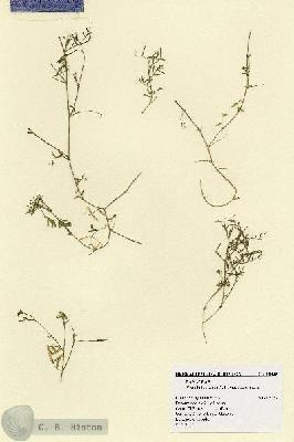 URN_catalog_HBHinton_herbarium_18435.jpg.jpg