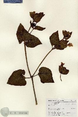 URN_catalog_HBHinton_herbarium_18436.jpg.jpg