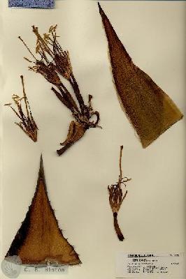 URN_catalog_HBHinton_herbarium_18444.jpg.jpg