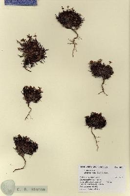 URN_catalog_HBHinton_herbarium_18451.jpg.jpg