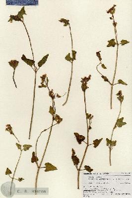 URN_catalog_HBHinton_herbarium_18491.jpg.jpg