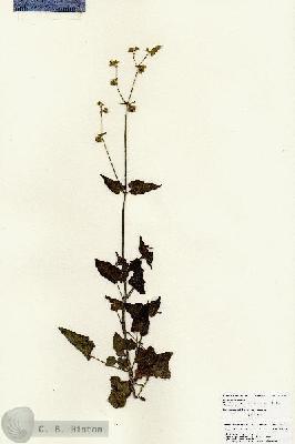 URN_catalog_HBHinton_herbarium_25949.jpg.jpg