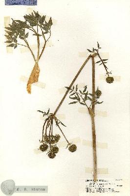 URN_catalog_HBHinton_herbarium_20141.jpg.jpg