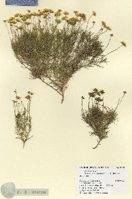 URN_catalog_HBHinton_herbarium_18455.jpg.jpg