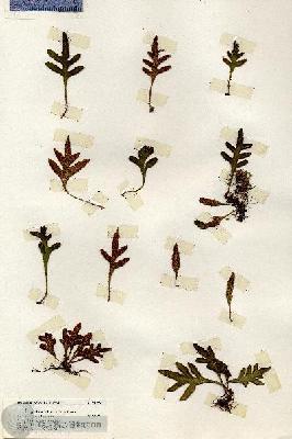 URN_catalog_HBHinton_herbarium_20138.jpg.jpg