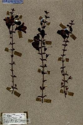 URN_catalog_HBHinton_herbarium_18462.jpg.jpg