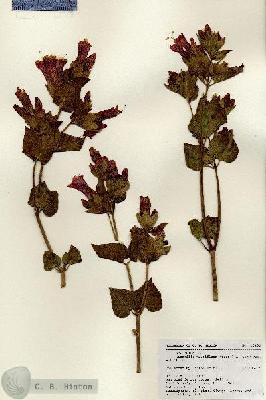 URN_catalog_HBHinton_herbarium_18495.jpg.jpg