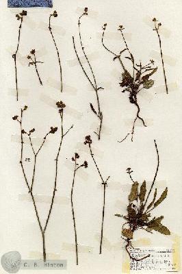URN_catalog_HBHinton_herbarium_18498.jpg.jpg