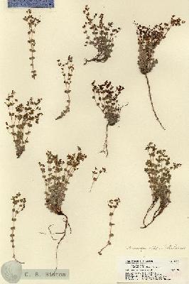 URN_catalog_HBHinton_herbarium_18470.jpg.jpg