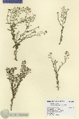 URN_catalog_HBHinton_herbarium_18499.jpg.jpg