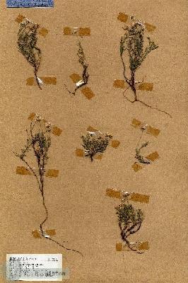 URN_catalog_HBHinton_herbarium_18474.jpg.jpg