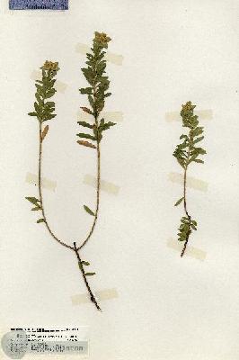 URN_catalog_HBHinton_herbarium_20148.jpg.jpg