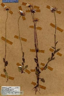 URN_catalog_HBHinton_herbarium_18540.jpg.jpg