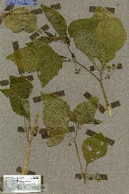 URN_catalog_HBHinton_herbarium_18522.jpg.jpg