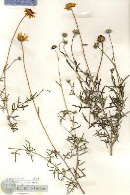 URN_catalog_HBHinton_herbarium_18488.jpg.jpg