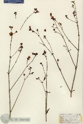 URN_catalog_HBHinton_herbarium_18511.jpg.jpg