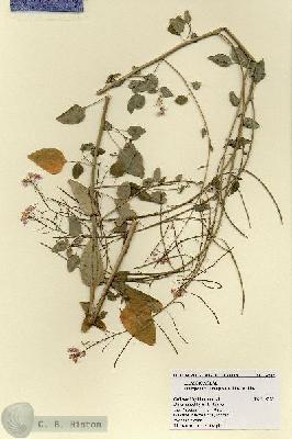 URN_catalog_HBHinton_herbarium_18542.jpg.jpg