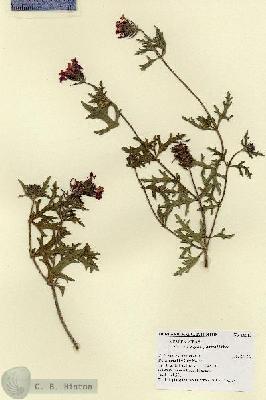URN_catalog_HBHinton_herbarium_18515.jpg.jpg
