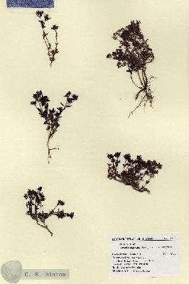 URN_catalog_HBHinton_herbarium_18517.jpg.jpg
