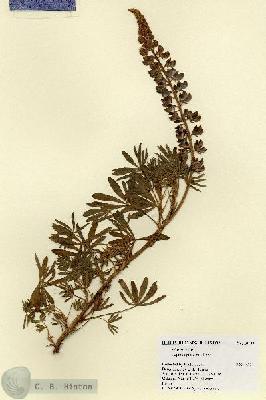 URN_catalog_HBHinton_herbarium_18533.jpg.jpg