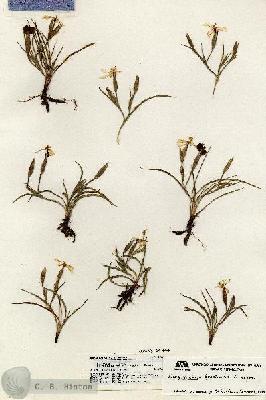 URN_catalog_HBHinton_herbarium_18536.jpg.jpg