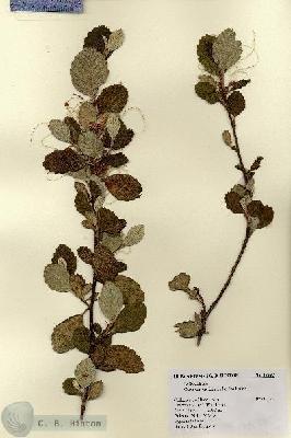 URN_catalog_HBHinton_herbarium_18537.jpg.jpg