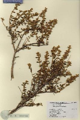 URN_catalog_HBHinton_herbarium_18559.jpg.jpg