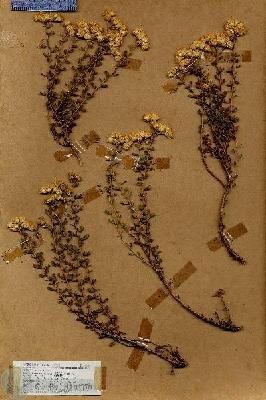 URN_catalog_HBHinton_herbarium_18560.jpg.jpg