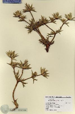 URN_catalog_HBHinton_herbarium_18562.jpg.jpg
