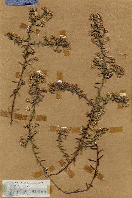 URN_catalog_HBHinton_herbarium_18608.jpg.jpg