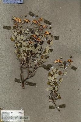 URN_catalog_HBHinton_herbarium_18567.jpg.jpg