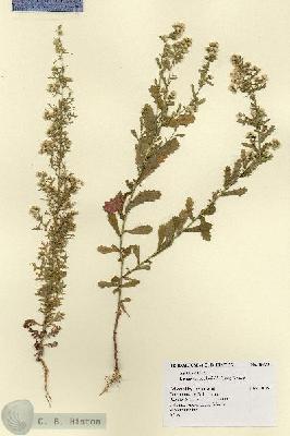URN_catalog_HBHinton_herbarium_18635.jpg.jpg