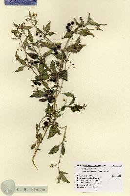 URN_catalog_HBHinton_herbarium_18570.jpg.jpg