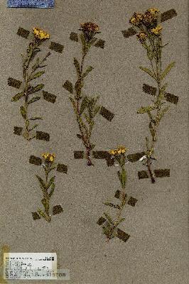 URN_catalog_HBHinton_herbarium_18578.jpg.jpg