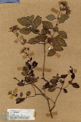 URN_catalog_HBHinton_herbarium_18612.jpg.jpg