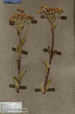 URN_catalog_HBHinton_herbarium_18581.jpg.jpg