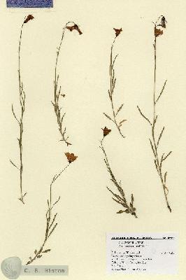 URN_catalog_HBHinton_herbarium_18583.jpg.jpg
