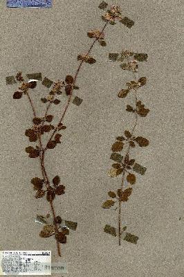 URN_catalog_HBHinton_herbarium_18614.jpg.jpg