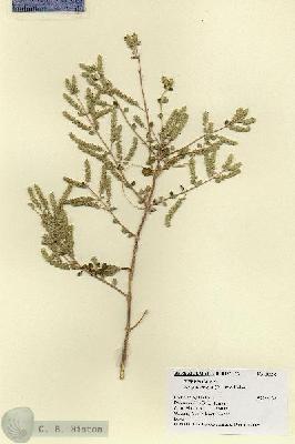 URN_catalog_HBHinton_herbarium_18596.jpg.jpg