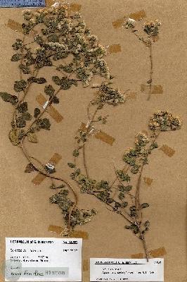URN_catalog_HBHinton_herbarium_18597.jpg.jpg