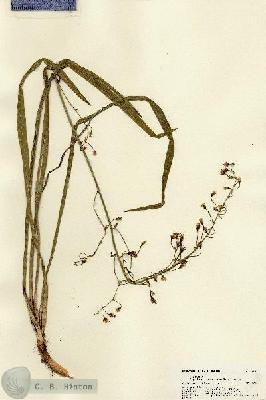 URN_catalog_HBHinton_herbarium_22581.jpg.jpg