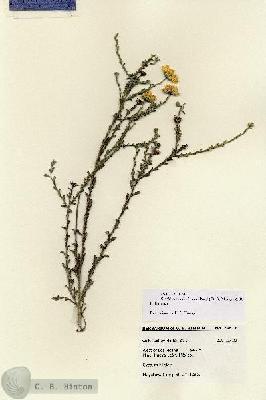 URN_catalog_HBHinton_herbarium_18617.jpg.jpg