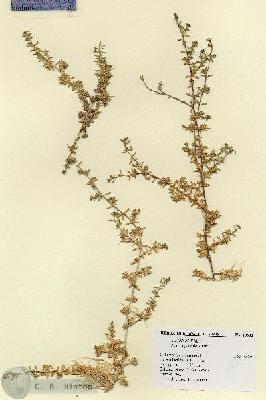 URN_catalog_HBHinton_herbarium_18603.jpg.jpg