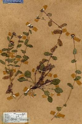 URN_catalog_HBHinton_herbarium_18618.jpg.jpg