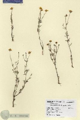 URN_catalog_HBHinton_herbarium_18605.jpg.jpg