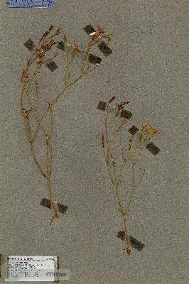 URN_catalog_HBHinton_herbarium_18607.jpg.jpg
