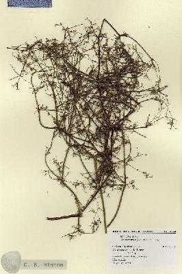 URN_catalog_HBHinton_herbarium_18638.jpg.jpg