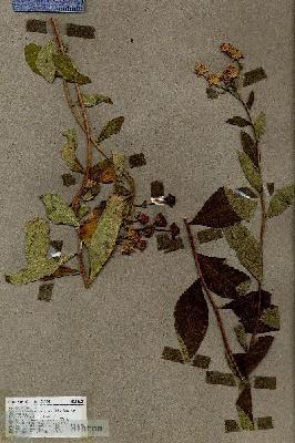 URN_catalog_HBHinton_herbarium_18621.jpg.jpg